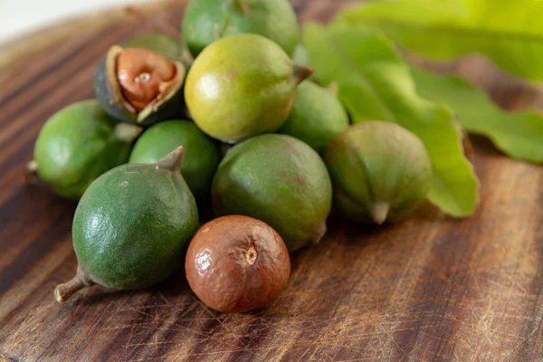 Nueva Cosecha Nueces Macadamia Australianas Frescas Maduras Cáscara Con Hojas — Foto de Stock