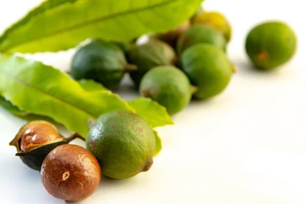 Nueva Cosecha Nueces Macadamia Australianas Frescas Maduras Cáscara Con Hojas —  Fotos de Stock