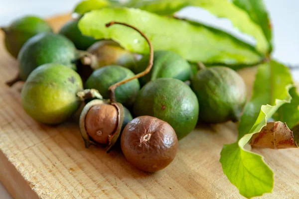 Neue Ernte Reifer Frischer Australischer Macadamia Nüsse Der Schale Mit — Stockfoto