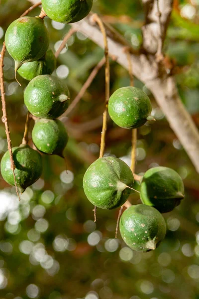 Nueces Macadamia Tropicales Maduras Entregando Árbol Macadamia Listo Para Cosecha — Foto de Stock