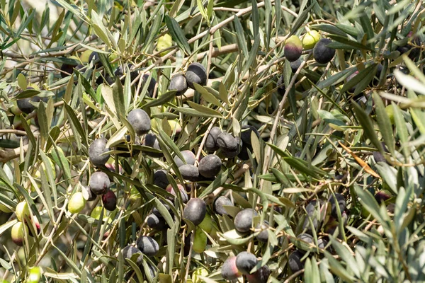 Olivo Con Grandes Aceitunas Negras Maduras Listas Para Cosecha Cerca — Foto de Stock