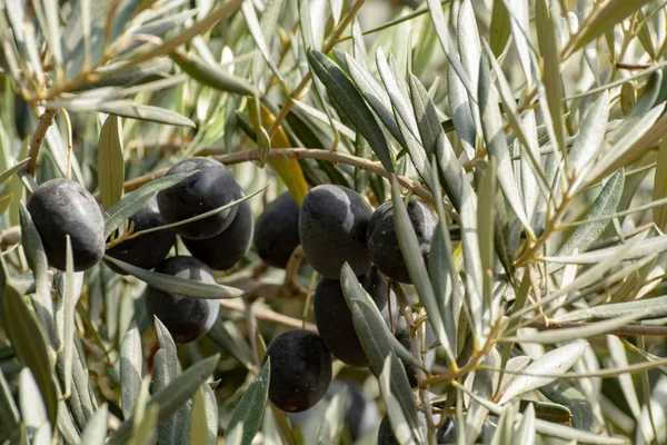 Olive tree with big ripe black olives ready for harvest close up
