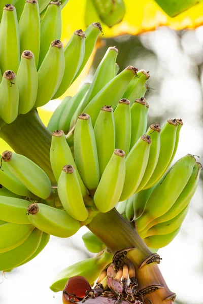 スペイン グラン カナリア島のバナナ農園で育つ緑のバナナの実を持つ熱帯バナナのヤシ — ストック写真