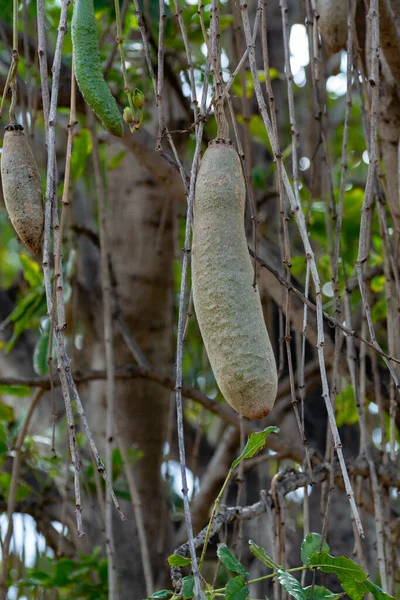 Kigelia Pinnata Vagy Afrikai Kolbászfa Nem Ehető Lógó Gyümölcsökkel — Stock Fotó