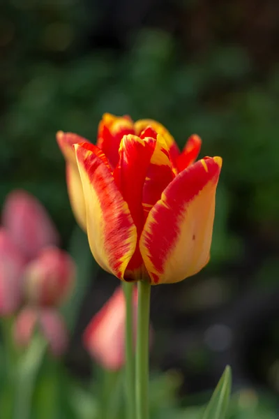 Frühlingszeit Garten Blüte Bunter Tulpenblumen — Stockfoto