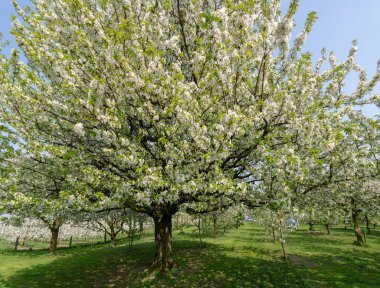 Kiraz ağacı çiçeği, Belçika 'nın Haspengouw tarım bölgesindeki meyve bahçelerinde bahar mevsimi, manzara