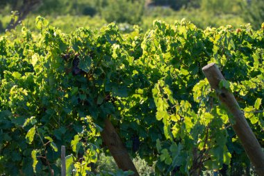 Biyolojik şaraphane kırmızı şarap üzüm bağı Provence, Güney Fransa 'da gün batımında