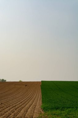 Taze yeşil çimenler ve sürülmüş tarlalarla dolu bahar manzarası