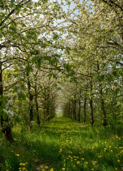 Flor Cerezo Estación Primavera Huertos Frutales Región Agrícola Haspengouw Bélgica — Foto de Stock