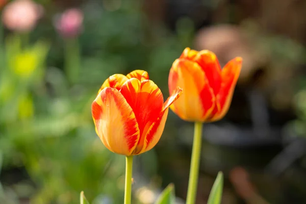 Frühlingszeit Garten Blüte Bunter Tulpenblumen — Stockfoto