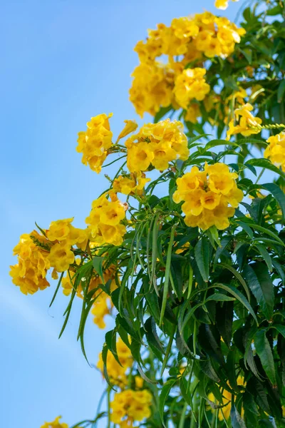 Flor Planta Tropical Com Belas Flores Amarelas Céu Azul Fundo — Fotografia de Stock