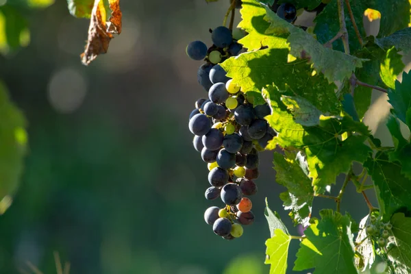 Bio Pincészet Vörösbor Szőlő Szőlő Ültetvény Provence Dél Franciaországban Naplementekor — Stock Fotó