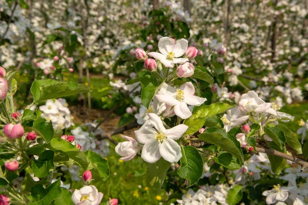 Appelboom Bloesem Voorjaarsseizoen Fruitboomgaarden Haspengouw Landbouwgebied België — Stockfoto