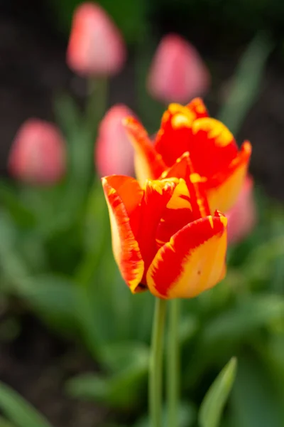 Frühlingszeit Garten Blüte Bunter Tulpenblumen — Stockfoto