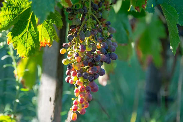 Bio winery red wine grape vineyard in Provence, south of France on sunset