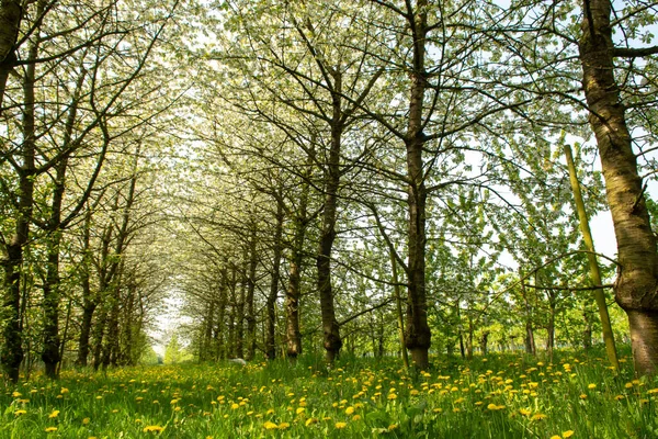 Flor Cerezo Estación Primavera Huertos Frutales Región Agrícola Haspengouw Bélgica — Foto de Stock