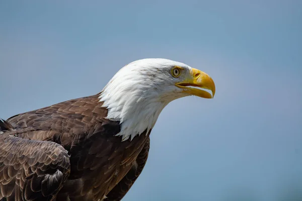 Animal Nacional Dos Eua Cauda Branca Grande Americano Careca Águia — Fotografia de Stock