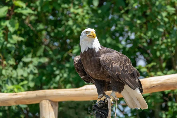 Animal Nacional Cola Blanca Gran Pájaro Calvo Americano Primer Plano — Foto de Stock