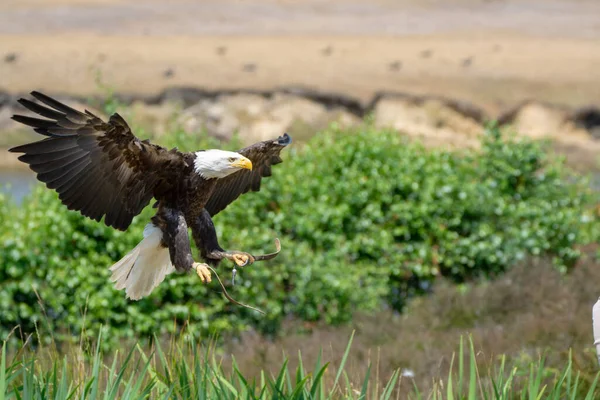 National animal of USA white-tailed big American bald eagle bird close up in flight
