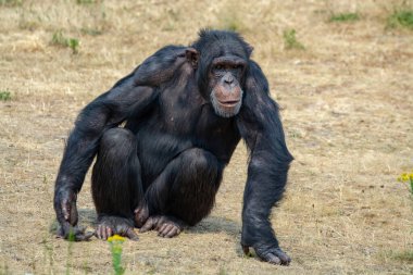 Siyah şempanze maymunu safari parkından ayrılıyor.