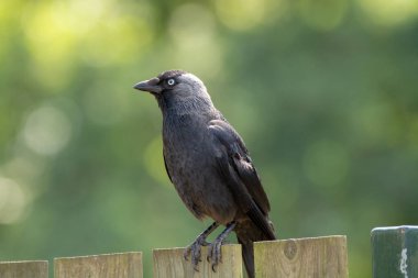 Karga familyasından yetişkin Batı Kargası ahşap çitte oturuyor. Yaklaş.
