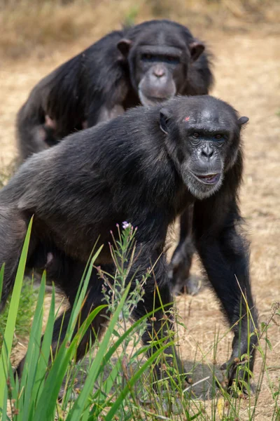 Zwarte Chimpansees Aap Verlaten Safari Park Close — Stockfoto