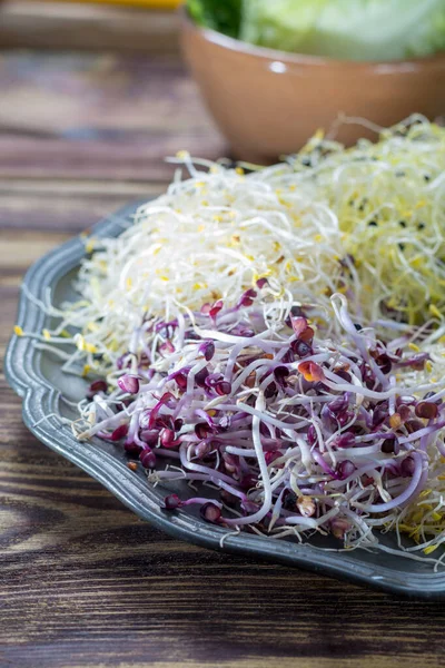 Rauwe Jonge Biologische Prei Spruiten Alfalfa Roodachtig Vermengd Met Tin — Stockfoto