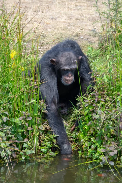 Singe Chimpanzé Noir Quittant Dans Parc Safari Gros Plan — Photo