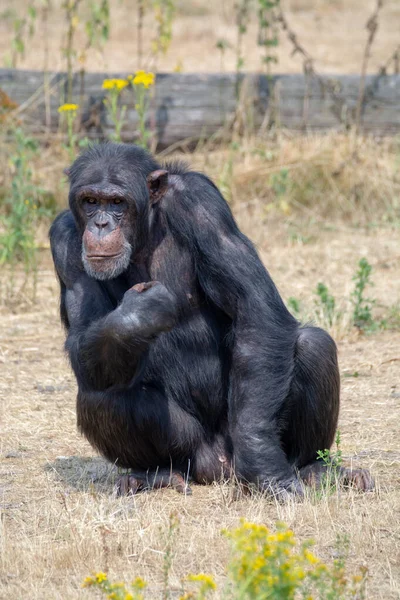 Schwarzer Schimpansenaffe Safaripark Aus Nächster Nähe — Stockfoto