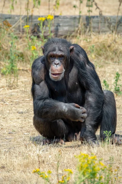 Macaco Chimpanzés Preto Saindo Parque Safári Perto — Fotografia de Stock