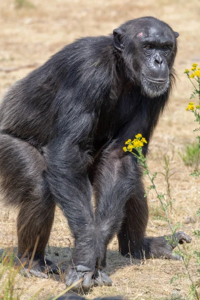 Mono Chimpancés Negro Saliendo Parque Safari Cerca — Foto de Stock