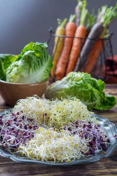 Rauwe Jonge Biologische Prei Spruiten Alfalfa Roodachtig Vermengd Met Tin — Stockfoto