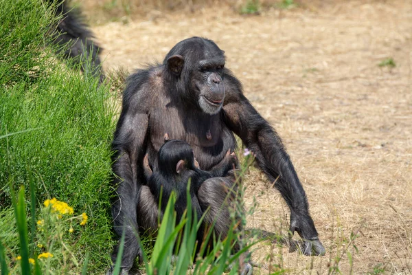 Singe Chimpanzé Noir Dans Parc Safari Gros Plan — Photo