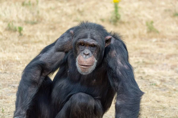 Singe Chimpanzé Noir Quittant Dans Parc Safari Gros Plan — Photo