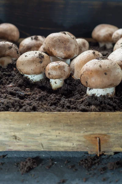 Uprawa Brązowych Grzybów Champignons Rośnie Podziemnych Jaskiniach Przyrodniczych Francji Gotowy — Zdjęcie stockowe