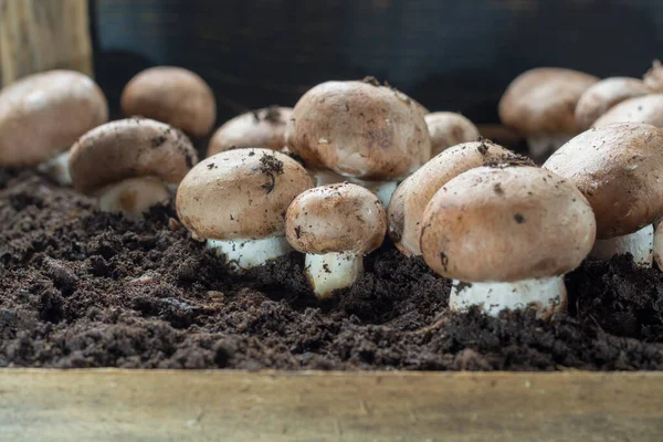 Uprawa Brązowych Grzybów Champignons Rośnie Podziemnych Jaskiniach Przyrodniczych Francji Gotowy — Zdjęcie stockowe