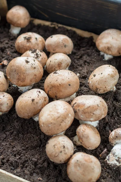 Uprawa Brązowych Grzybów Champignons Rośnie Podziemnych Jaskiniach Przyrodniczych Francji Gotowy — Zdjęcie stockowe