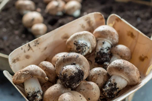 Uprawa Brązowych Grzybów Champignons Rośnie Podziemnych Jaskiniach Przyrodniczych Francji Gotowy — Zdjęcie stockowe