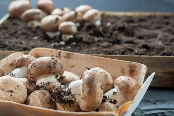 Καλλιέργεια Καφέ Μανιταριών Champignons Αναπτύσσονται Υπόγεια Σπήλαια Της Φύσης Στη — Φωτογραφία Αρχείου