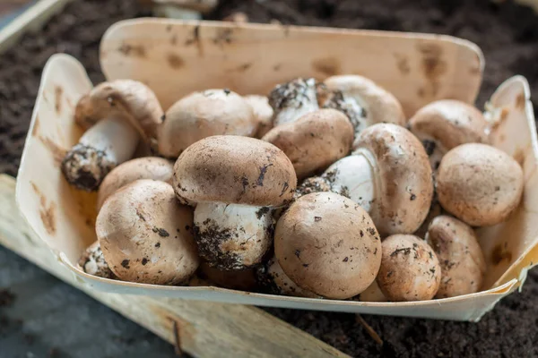 Coltivazione Funghi Champignons Marroni Crescere Grotte Naturali Sotterranee Francia Pronto — Foto Stock