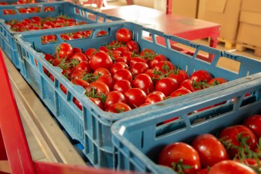 Hollanda serasında taze olgun kırmızı domatesleri ayırmak ve paketlemek, biyo tarımcılık