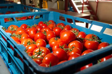 Hollanda serasında taze olgun kırmızı domatesleri ayırmak ve paketlemek, biyo tarımcılık