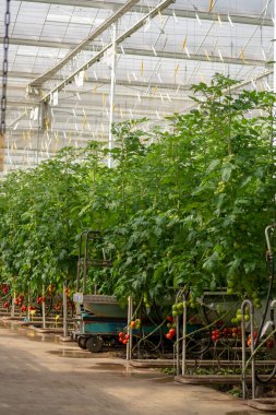 Hollanda biyoloji tarımı, domates bitkileriyle dolu büyük bir sera, salonda büyüyen, olgunlaşmış ve olgunlaşmamış domatesler