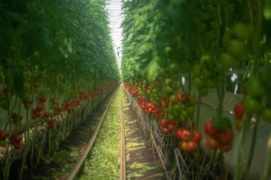 Hollanda biyoloji tarımı, domates bitkileriyle dolu büyük bir sera, salonda yetişen, olgunlaşmamış domatesler. Sanatsal efekt için yumuşak düşük berraklık filtresiName