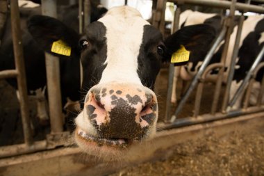 Çiftlikteki büyük sığır ineği, kapat.