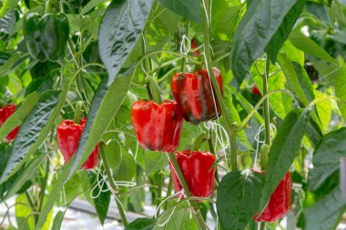Büyük olgun dolmalık biberler, kırmızı biber, cam serada yetişen, Hollanda 'da biyolojik tarım.