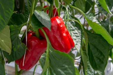 Büyük olgun dolmalık biberler, kırmızı biber, cam serada yetişen, Hollanda 'da biyolojik tarım.