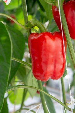 Büyük olgun dolmalık biberler, kırmızı biber, cam serada yetişen, Hollanda 'da biyolojik tarım.