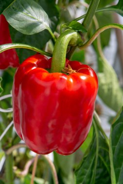 Big ripe sweet bell peppers, red paprika, growing in glass greenhouse, bio farming in the Netherlands clipart