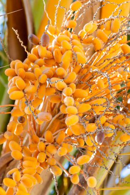 Tropikal palmiye ağaçlarında yetişen bir avuç barhi ağacı.